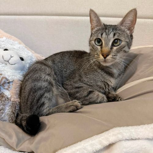 Zelye, adorable minette à l'adoption #3