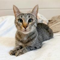 Zelye, adorable minette à l'adoption