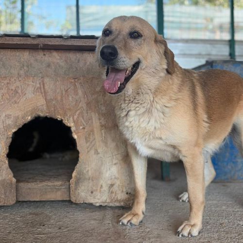 Zana à l'adoption en refuge depuis 5 ans #4