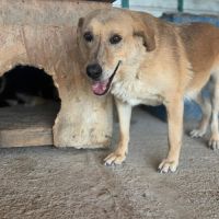 Zana à l'adoption en refuge depuis 5 ans #3