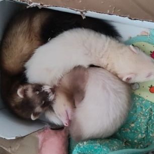 3 furetons disponibles , 2,5 mois #0