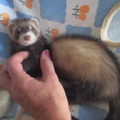 3 furetons disponibles , 2,5 mois #4