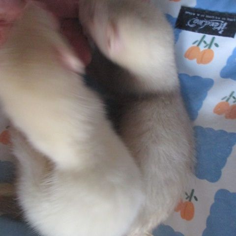 3 furetons disponibles , 2,5 mois #5