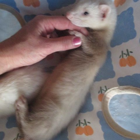 3 furetons disponibles , 2,5 mois #6
