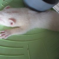 3 furetons disponibles , 2,5 mois #2