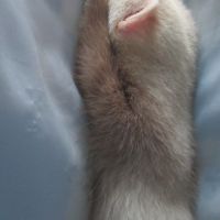 3 furetons disponibles , 2,5 mois #3