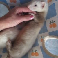 3 furetons disponibles , 2,5 mois #6