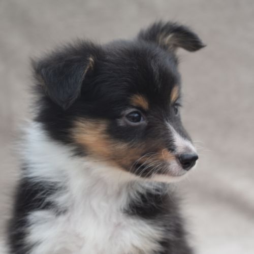 A réserver chiots berger des shetland lof #3