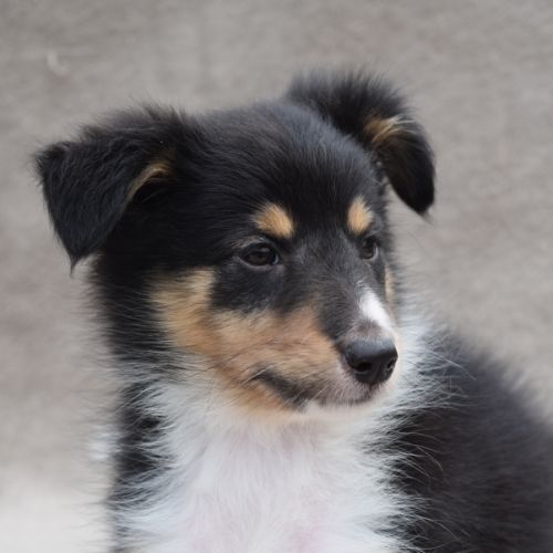 A réserver chiots berger des shetland lof #6