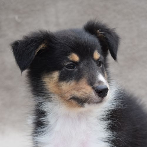 A réserver chiots berger des shetland lof #7