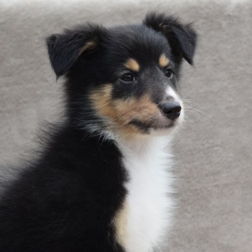 A réserver chiots berger des shetland lof #8