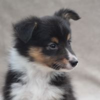 A réserver chiots berger des shetland lof #3