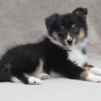 A réserver chiots berger des shetland lof