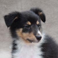 A réserver chiots berger des shetland lof #6