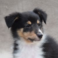 A réserver chiots berger des shetland lof #7