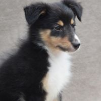A réserver chiots berger des shetland lof #9