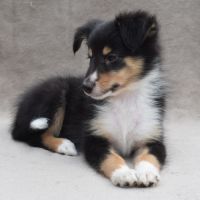 A réserver chiots berger des shetland lof #10