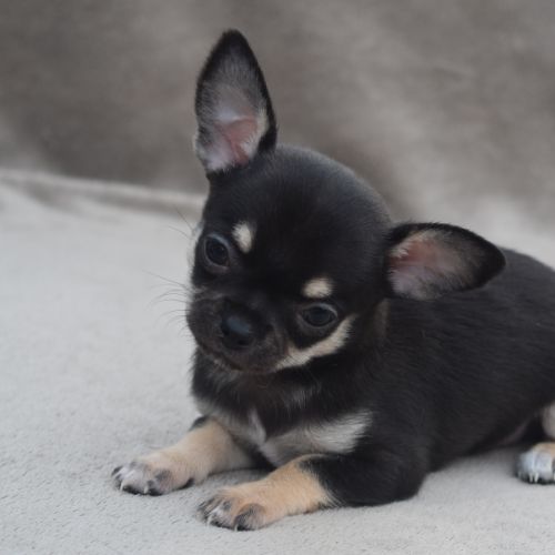 A réserver chiots chihuahua lof #2