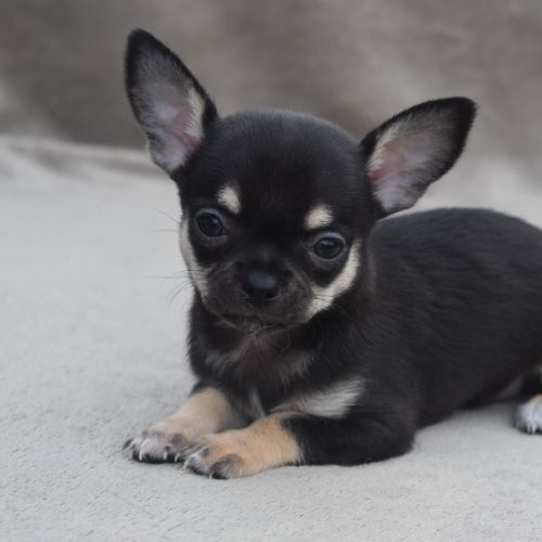 A réserver chiots chihuahua lof #3