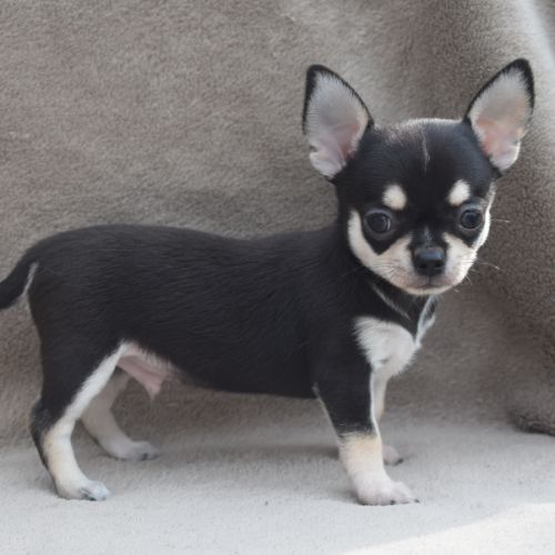 A réserver chiots chihuahua lof #4