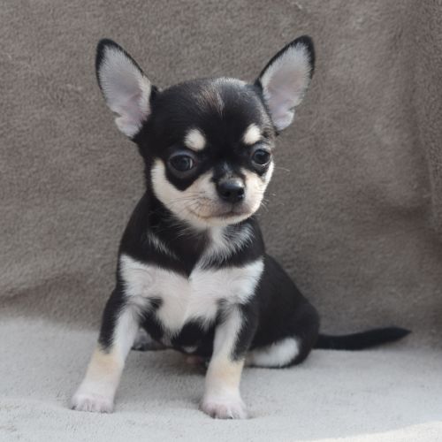 A réserver chiots chihuahua lof #0