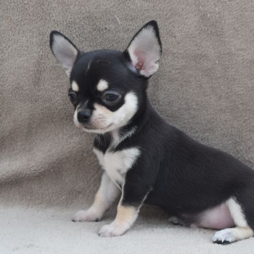 A réserver chiots chihuahua lof #6