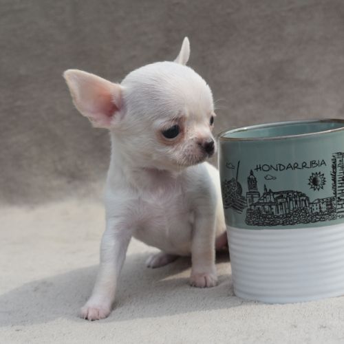 A réserver chiots chihuahua lof #9