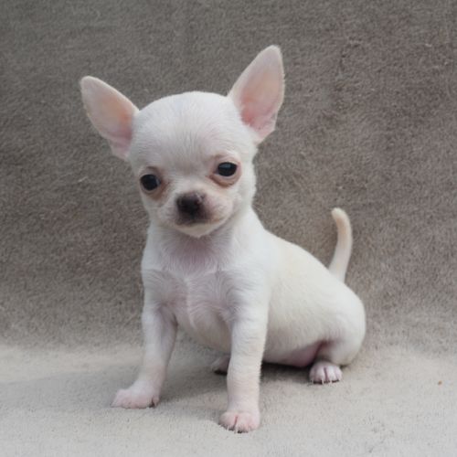 A réserver chiots chihuahua lof #10
