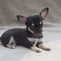 A réserver chiots chihuahua lof #1
