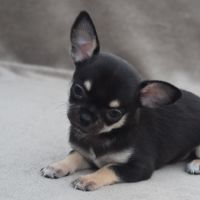 A réserver chiots chihuahua lof #2