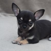 A réserver chiots chihuahua lof #3