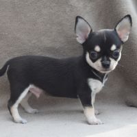 A réserver chiots chihuahua lof #4