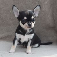 A réserver chiots chihuahua lof