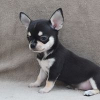A réserver chiots chihuahua lof #6