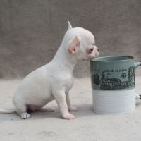A réserver chiots chihuahua lof #7