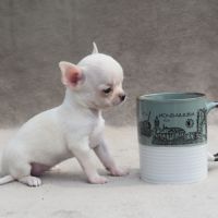 A réserver chiots chihuahua lof #8