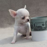 A réserver chiots chihuahua lof #9