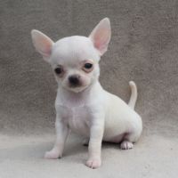 A réserver chiots chihuahua lof #10