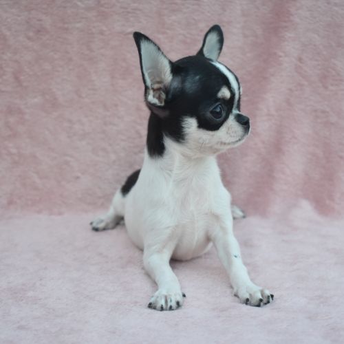 Jeune mâle chihuahua lof #1