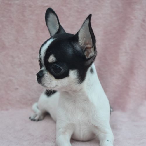 Jeune mâle chihuahua lof #2