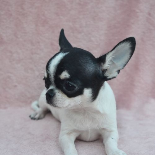 Jeune mâle chihuahua lof #0