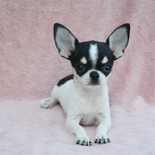 Jeune mâle chihuahua lof #5