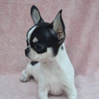 Jeune mâle chihuahua lof #2