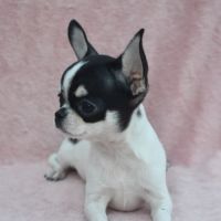 Jeune mâle chihuahua lof #3