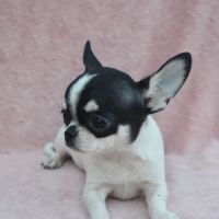 Jeune mâle chihuahua lof