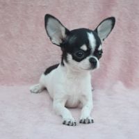 Jeune mâle chihuahua lof #6