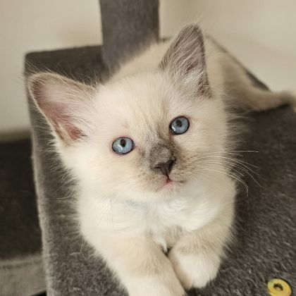 Chatons - sacré de birmanie #0