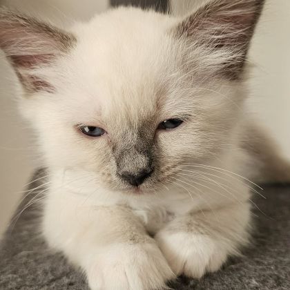Chatons - sacré de birmanie #2