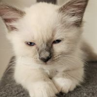 Chatons - sacré de birmanie #2