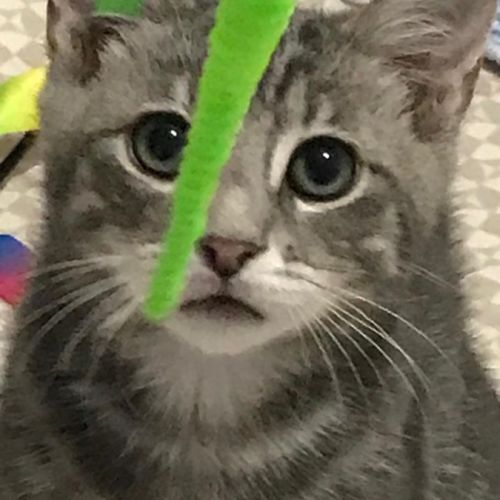 Billy - chaton timide #1